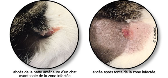 abces-pus-patte-chat