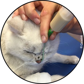 Alimentation du chat par sondage nano-œsophagien