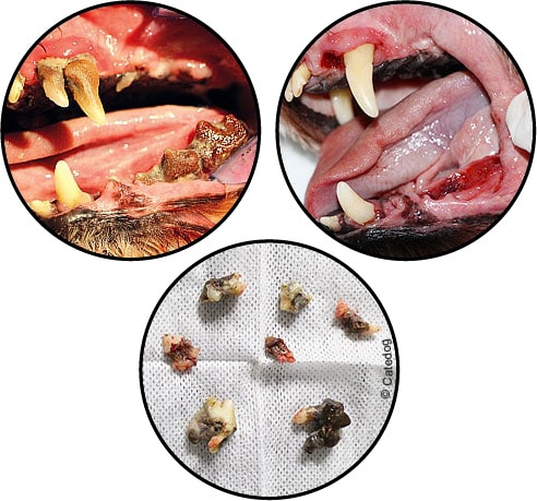 Alimentation du chien sans dent ou édenté