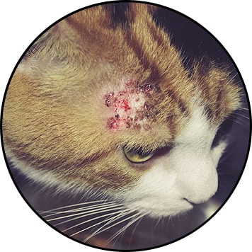 Allergie et intolérance alimentaire chez le chat