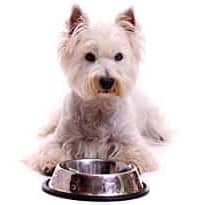 Allergie alimentaire chez le chien