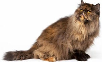 Arthrose du vieux chat