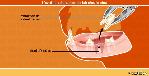 avulsion_dent_de_lait_chat