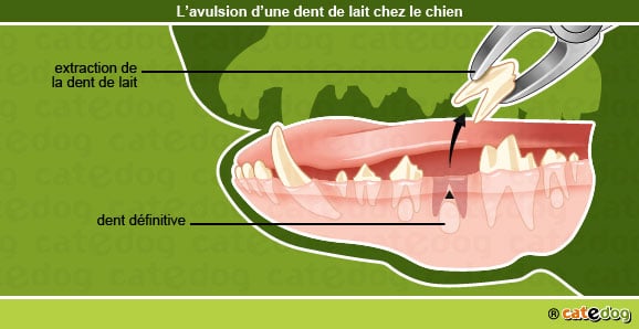 avulsion_dent_de_lait_chien