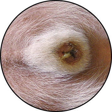 Balanoposthite du pénis chez le chien