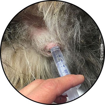 Balanoposthite du pénis chez le chien