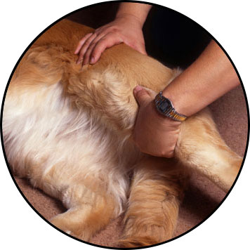 Mon chien boite et boiterie chez le chien
