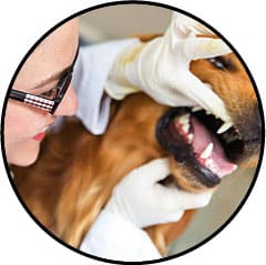 Chien avec une carie à une dent