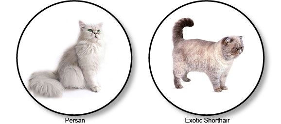 chats-brevilignes