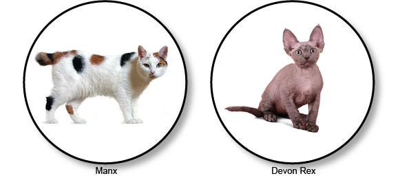 chats-manx-et-devon-rex