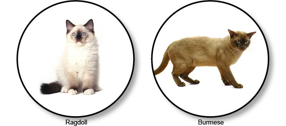 chats-mediolignes