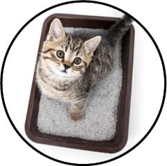 Constipation du chat et fécalome