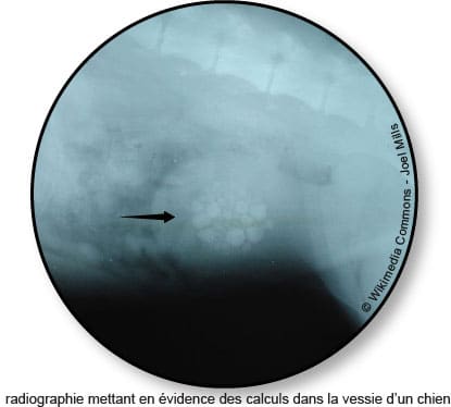 Calculs urinaires et cystite chez le chien