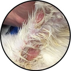 Dermatite chez le chat avec peau rouge
