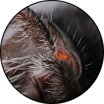 Dermatite chez le chat avec peau rouge