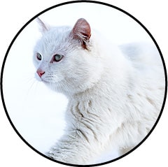 Dermatite solaire chez le chat