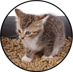 Diarrhée du chat