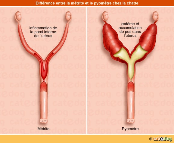 Métrite et pyomètre à col fermé et ouvert chez la chatte touchant l'appareil génital et l'utérus
