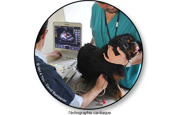 echographie-cardiaque-chien-vet4you