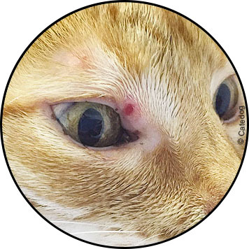 Epillet chez le chat dans l'œil