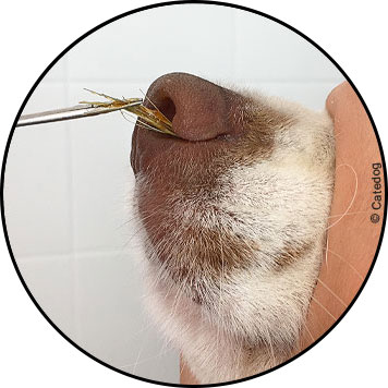 Retrait épillet du chien dans nez