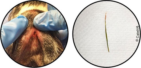 Epillet du chien dans patte, nez, œil, peau, bouche, oreille