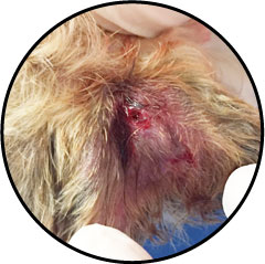 Epillet du chien et chat dans la patte