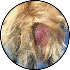 Epillet du chien et chat dans la patte