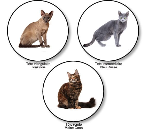 forme-de-la-tete-chats