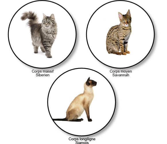 forme-du-corps-chats