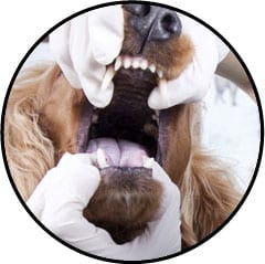 Gingivite chez le chien