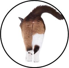 Glandes anales et anus du chat