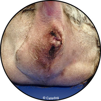 Hernie périnéale du chien