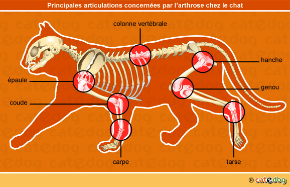 Localisation des articulations touchées par l'arthrose chez le chat