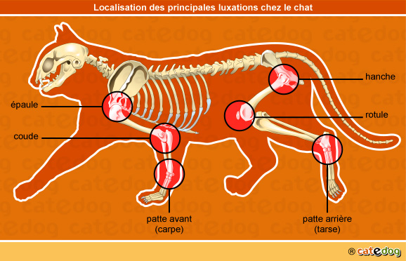 Luxation de la patte, la hanche, la rotule, le coude et l'épaule du chat