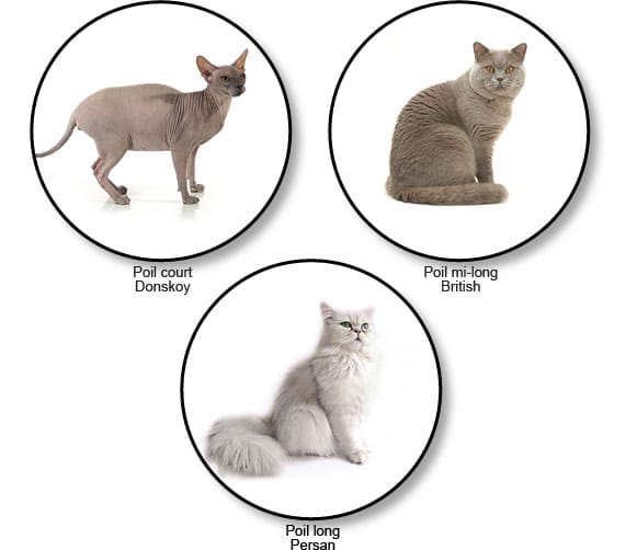 longueur-poils-chats