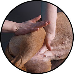Luxation chez le chien de la patte et la hanche