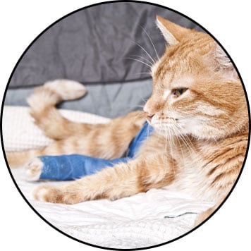 Luxation chez le chat