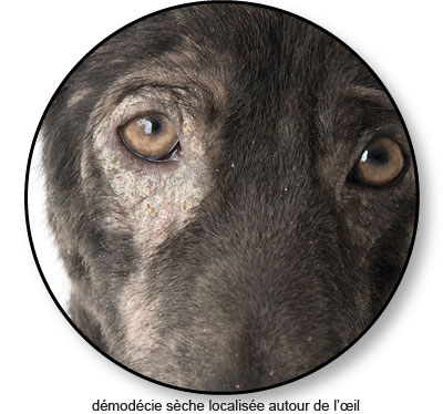 Démodécie autour de l'œil chez un chien