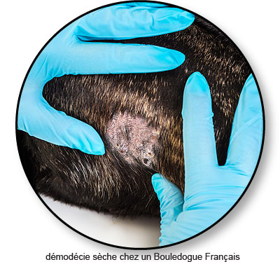 Maladie de peau et démodécie sèche chez un chien
