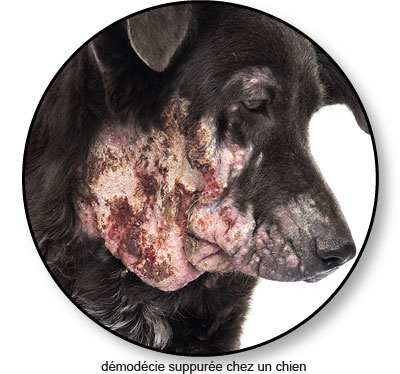 Maladie de peau et démodécie suppurée chez un chien