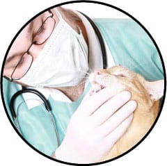 Maladie parodontale chez le chat