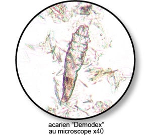 Démodécie et demodex au microscope chez le chien