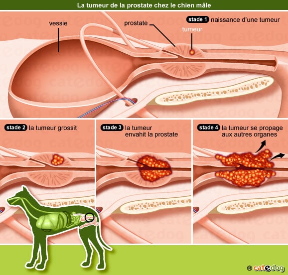 Maladies de la prostate chez le chien tumeur prostate