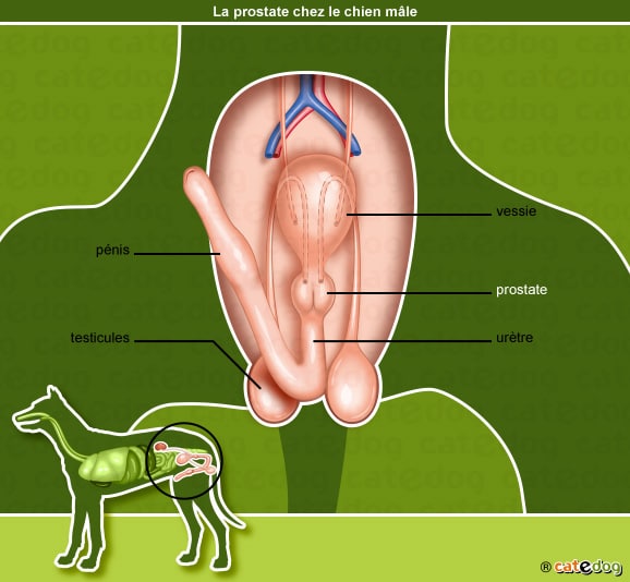 Maladies de la prostate chez le chien et tumeur