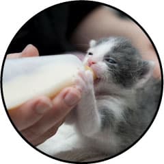 Mammite chez la chatte