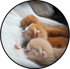 Mammite chez la chatte