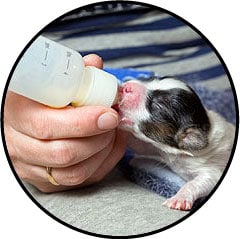 Mammite chez le chien