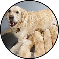 Mammite du chien et de la chienne