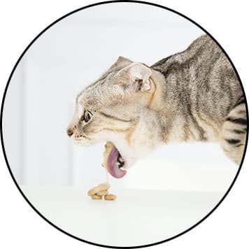 mon chat vomit ses croquettes entières